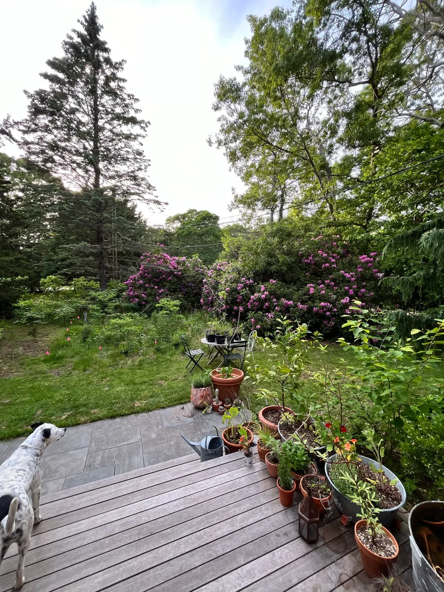 Springs Wild Garden photo 5