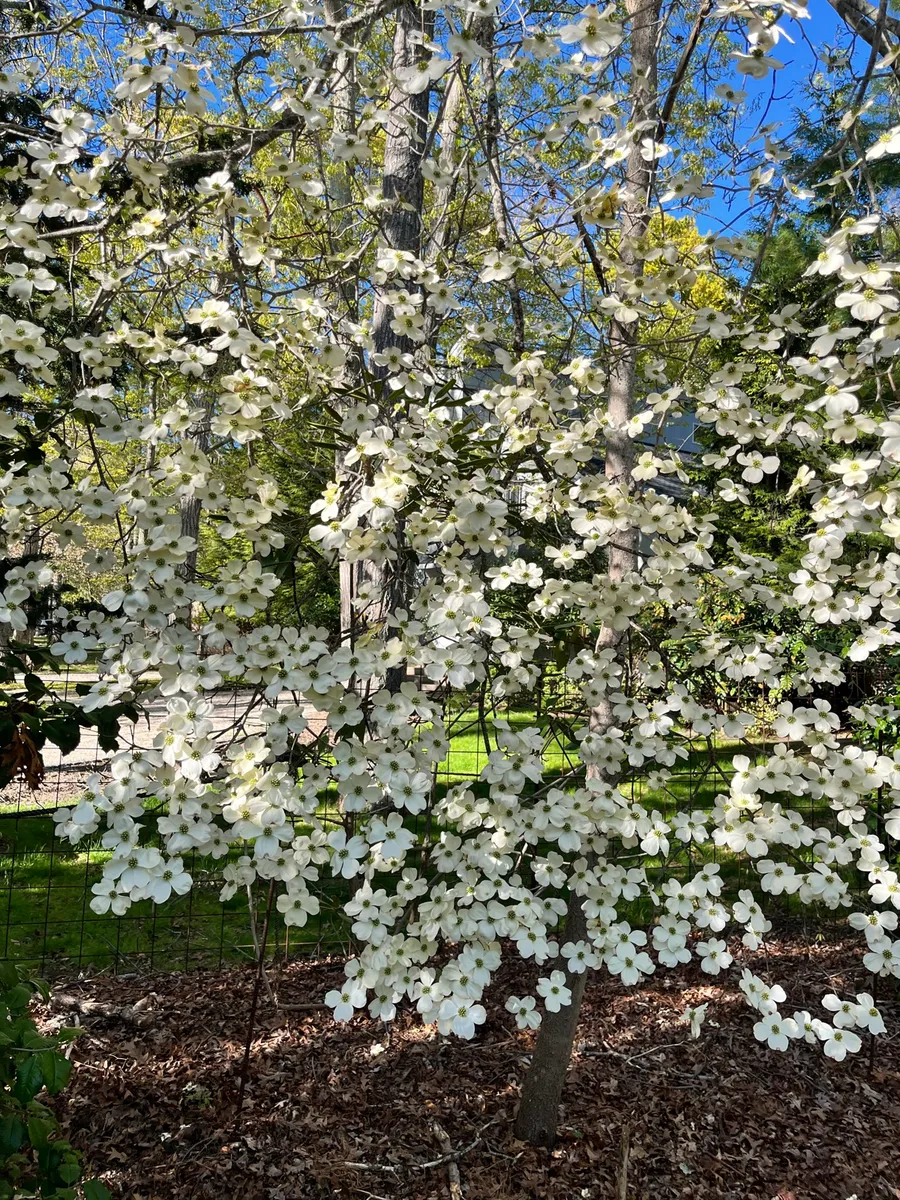 Springs Wild Garden photo 4