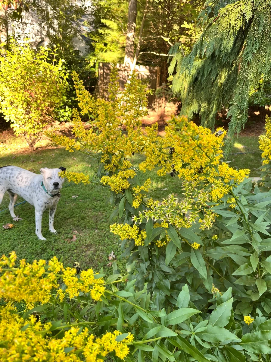 Springs Wild Garden photo 2