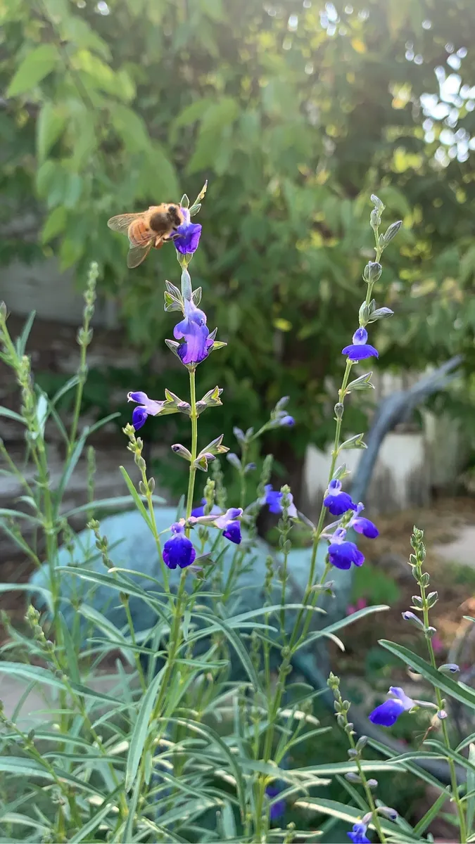 Colorado Botanical Wildlife Sanctuary photo 11
