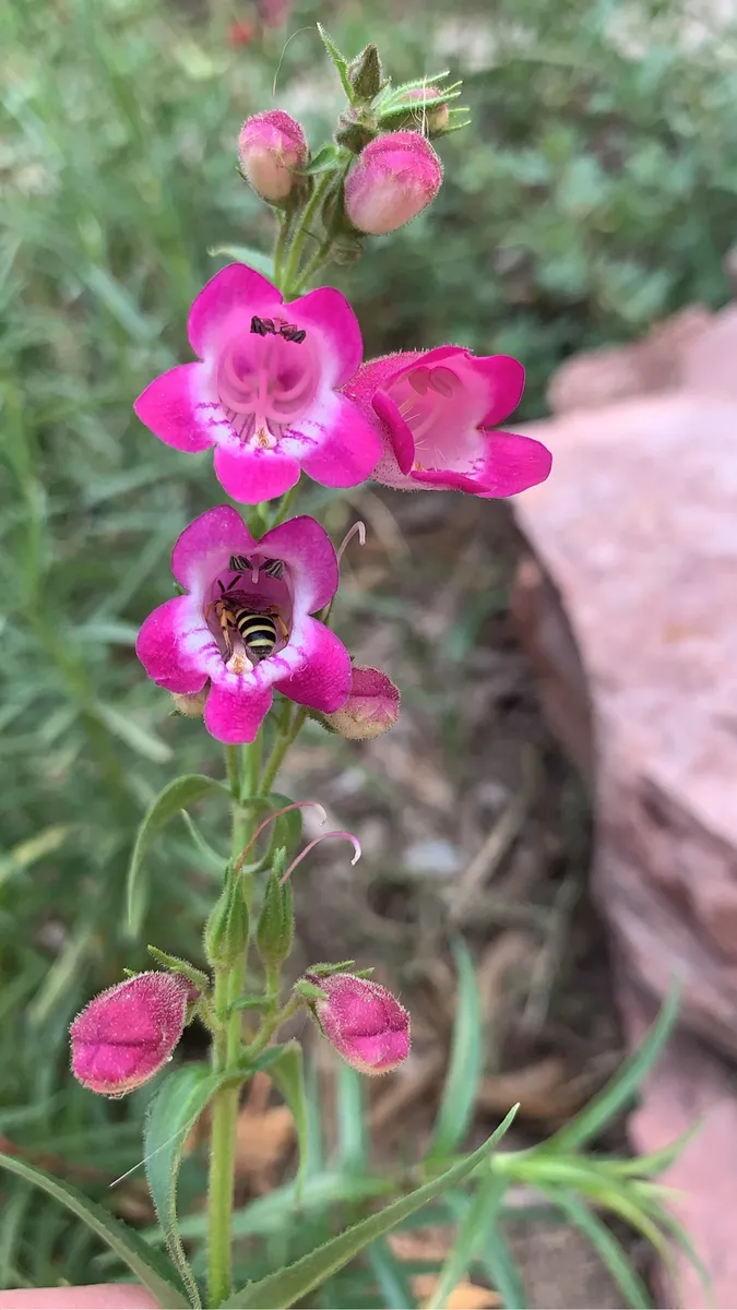Colorado Botanical Wildlife Sanctuary photo 12
