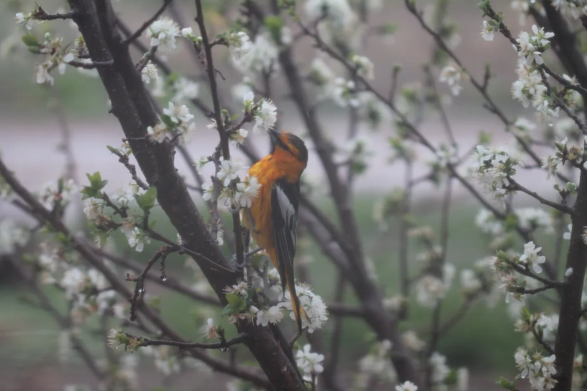 Colorado Botanical Wildlife Sanctuary photo 13