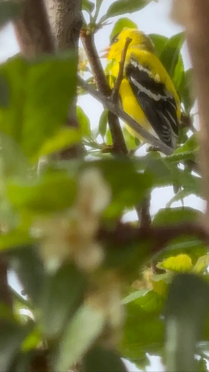 Colorado Botanical Wildlife Sanctuary photo 16