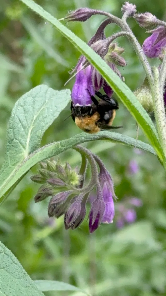 Colorado Botanical Wildlife Sanctuary photo 54