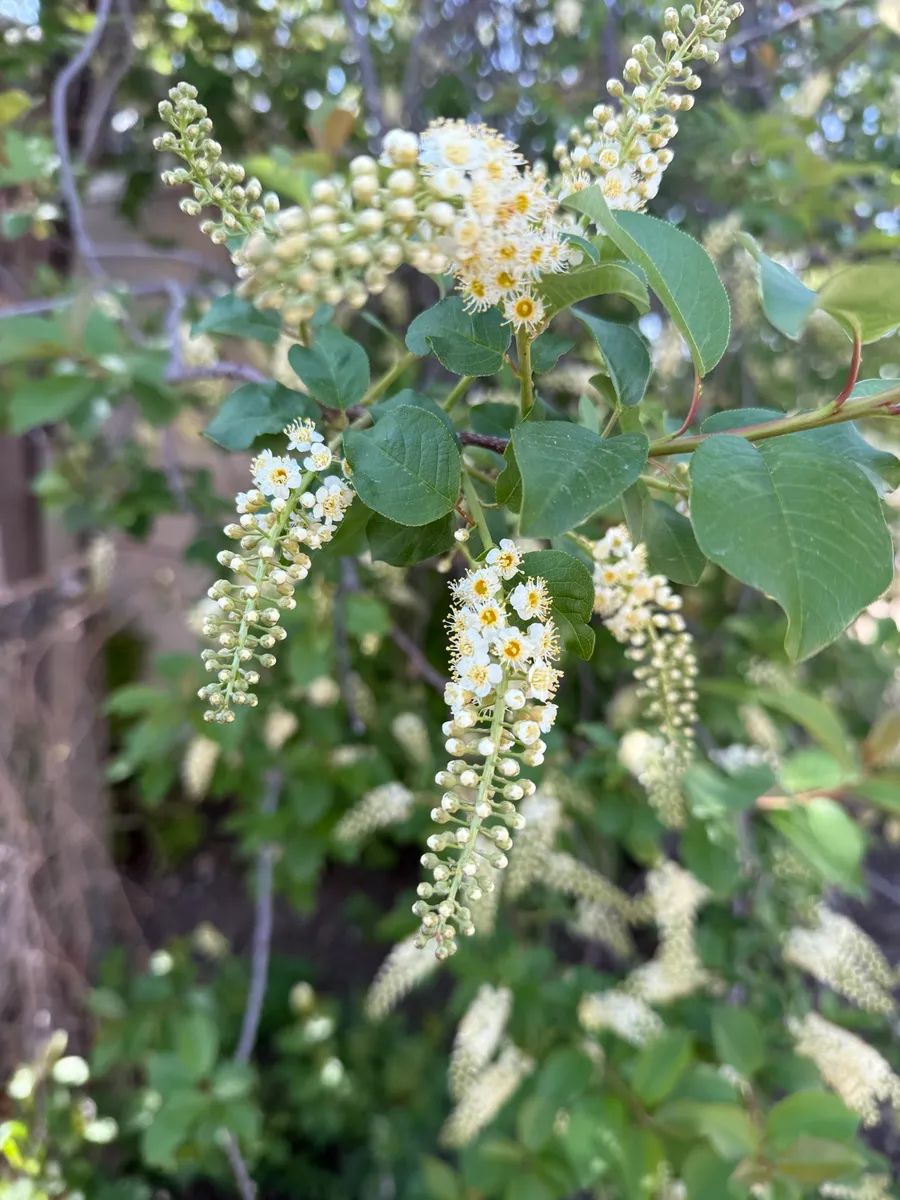 Colorado Botanical Wildlife Sanctuary photo 31