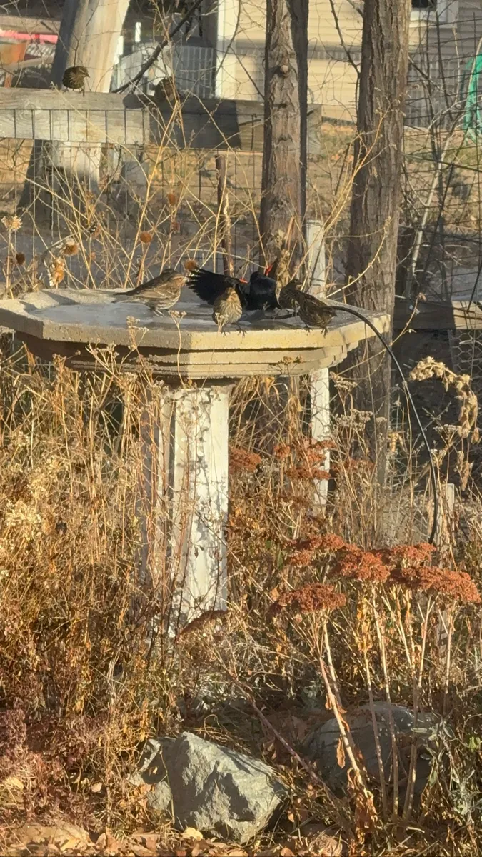 Colorado Botanical Wildlife Sanctuary photo 46