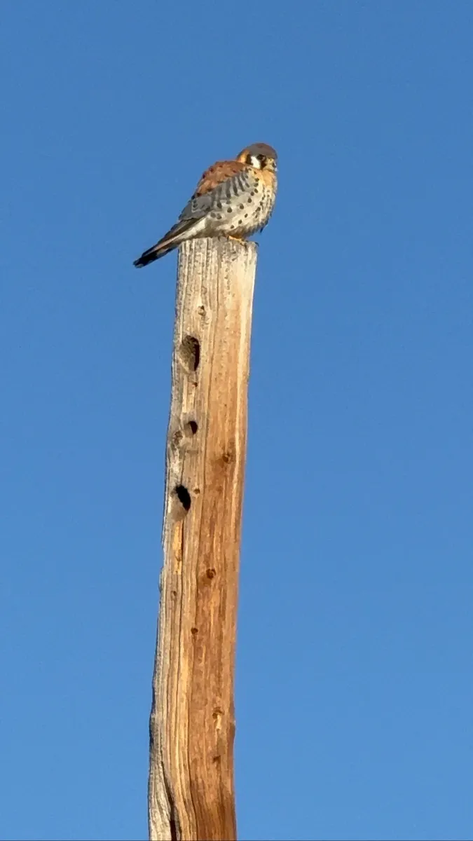 Colorado Botanical Wildlife Sanctuary photo 52