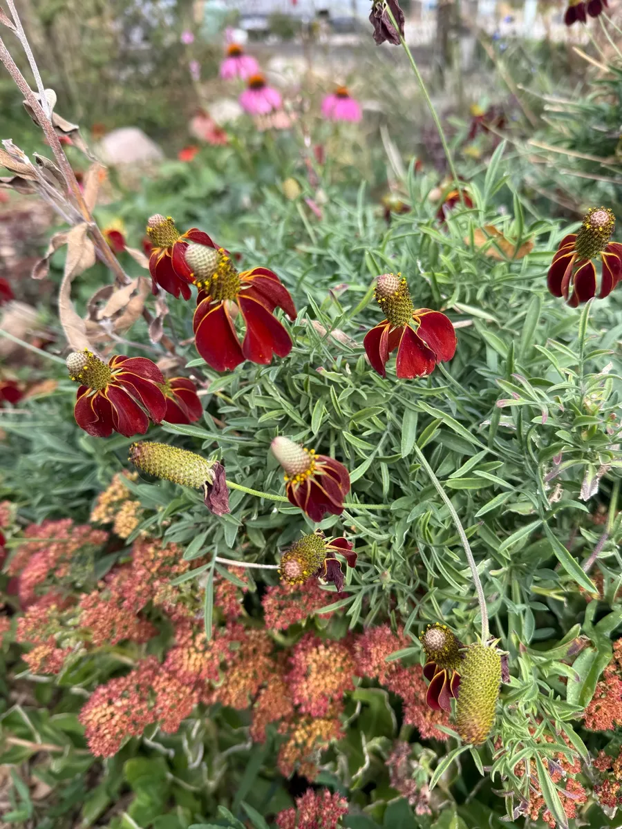 Colorado Botanical Wildlife Sanctuary photo 54