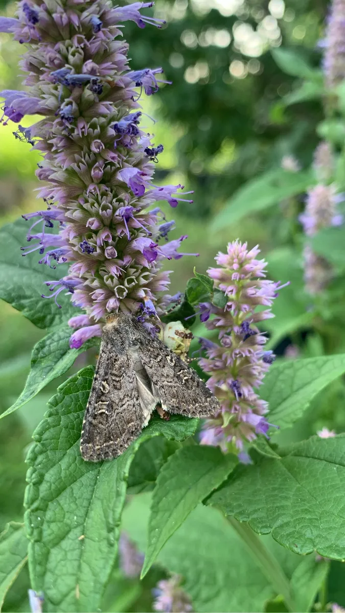 Colorado Botanical Wildlife Sanctuary photo 59
