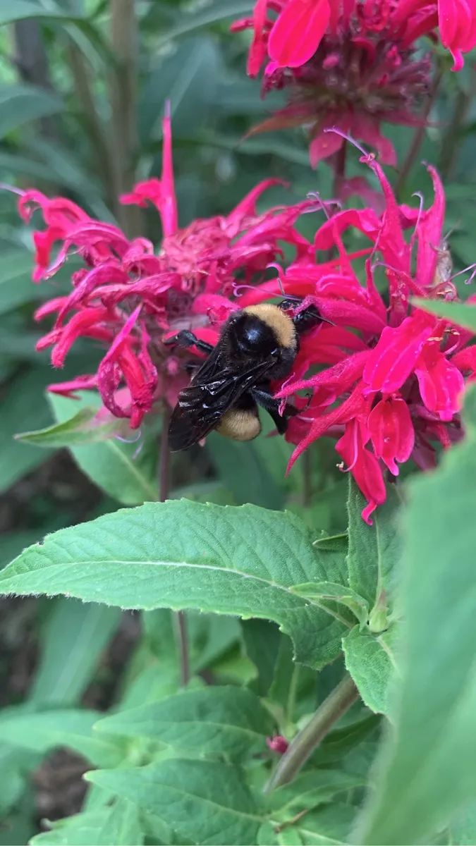 Colorado Botanical Wildlife Sanctuary photo 60