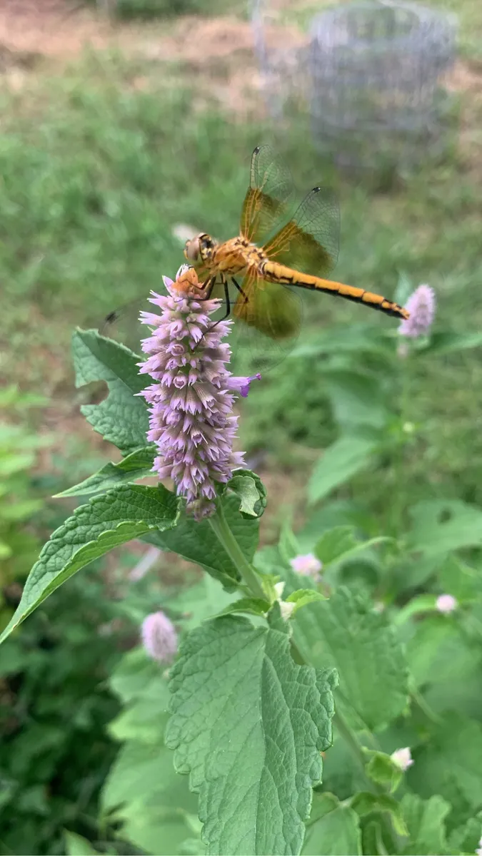 Colorado Botanical Wildlife Sanctuary photo 61
