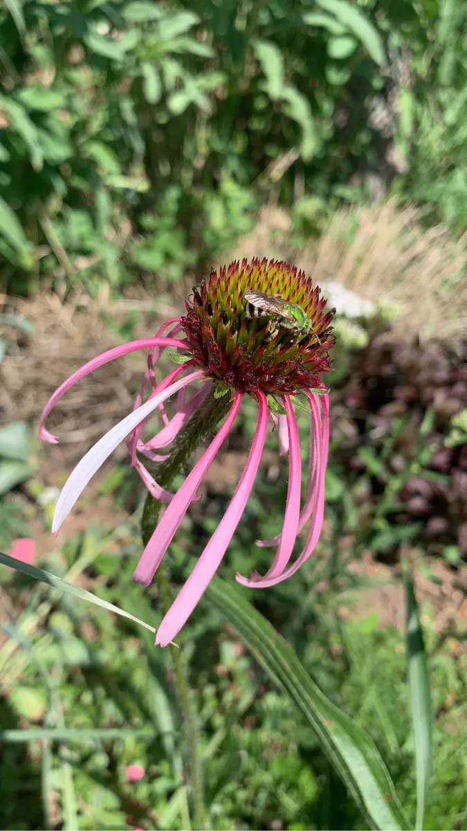 Colorado Botanical Wildlife Sanctuary photo 67
