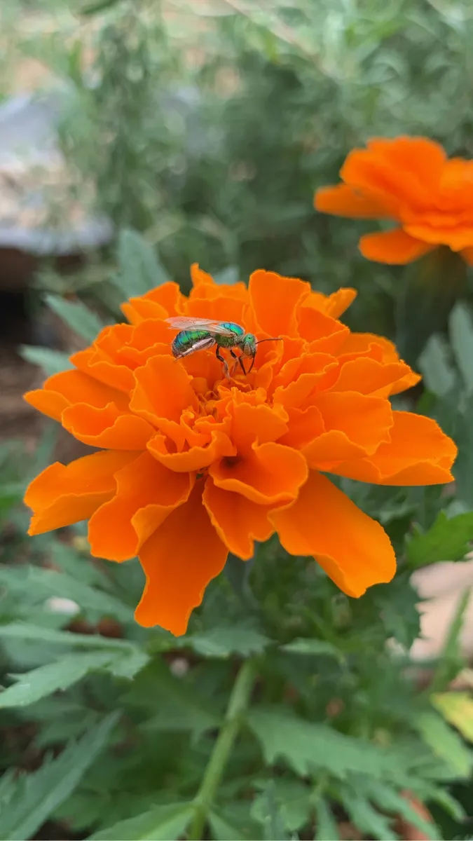 Colorado Botanical Wildlife Sanctuary photo 14