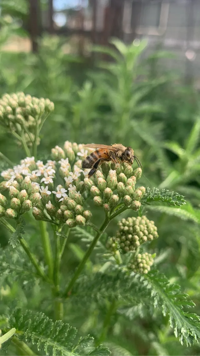 Colorado Botanical Wildlife Sanctuary photo 13