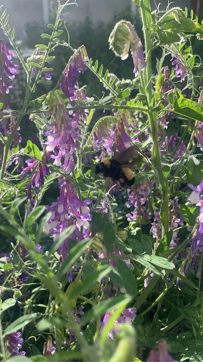 Colorado Botanical Wildlife Sanctuary photo 71