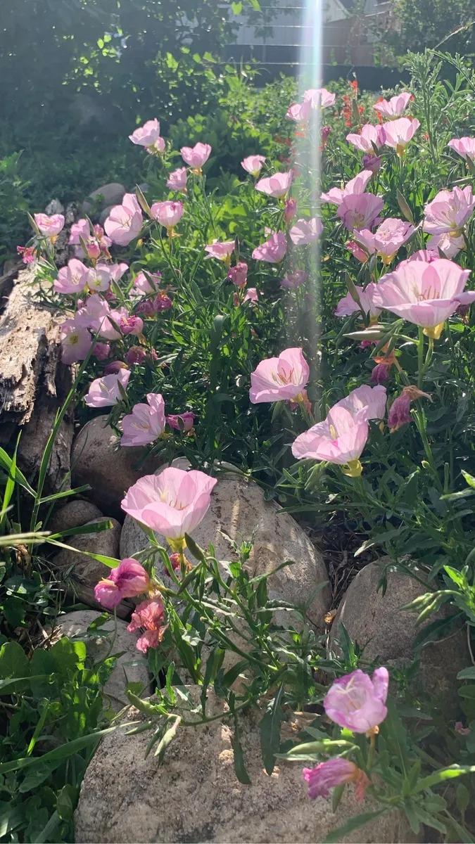 Colorado Botanical Wildlife Sanctuary photo 78