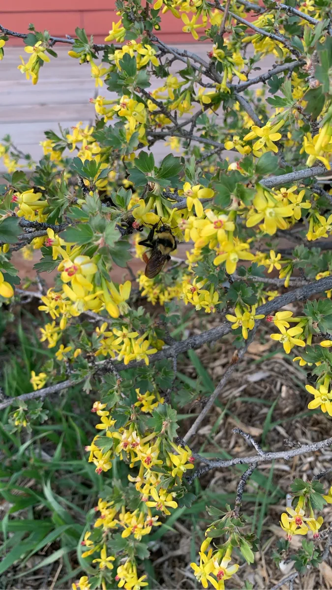 Colorado Botanical Wildlife Sanctuary photo 6