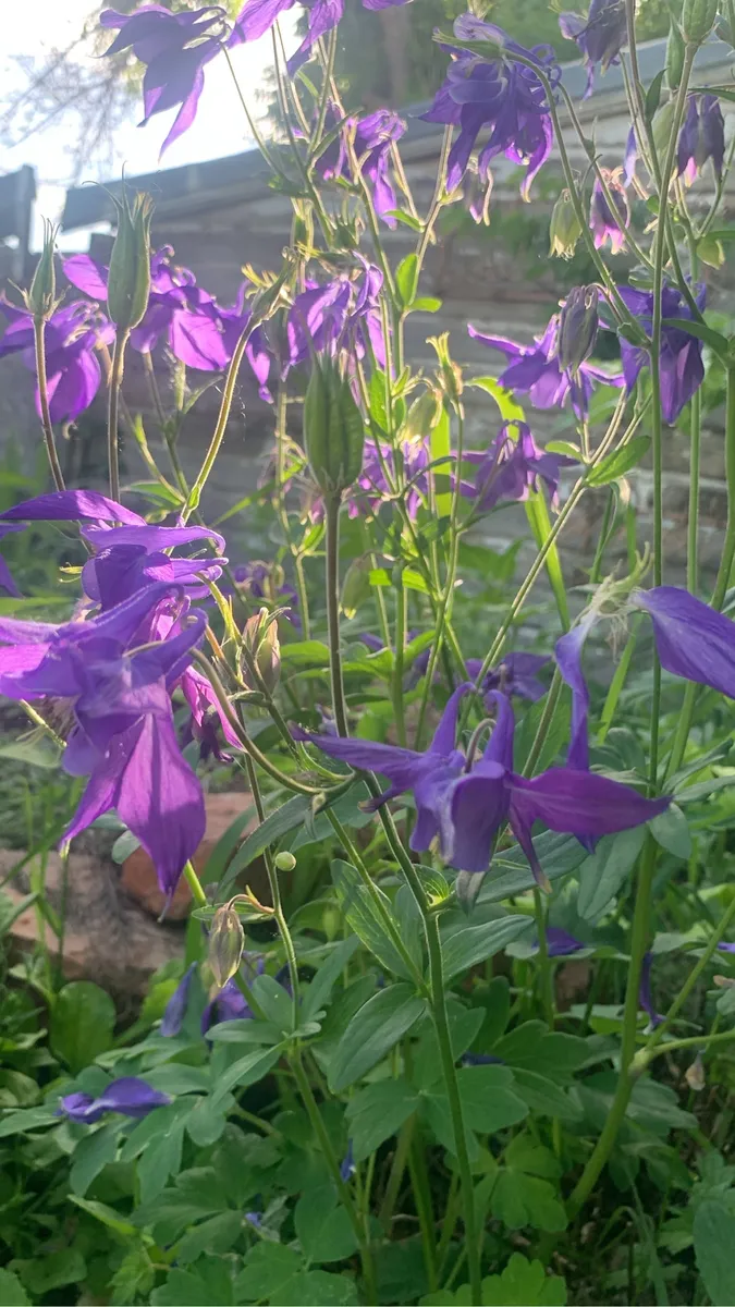 Colorado Botanical Wildlife Sanctuary photo 80