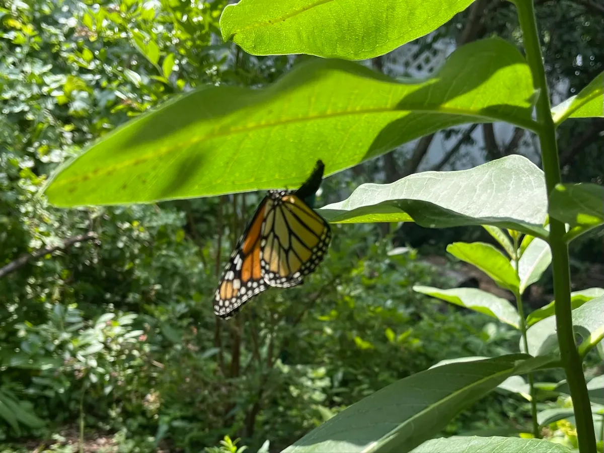 Nourishing Life Garden photo 3