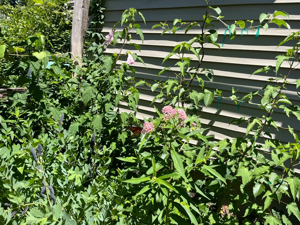 Nourishing Life Garden photo 4