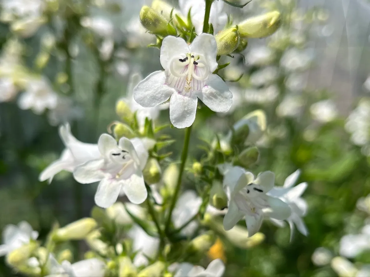 Nourishing Life Garden photo 5