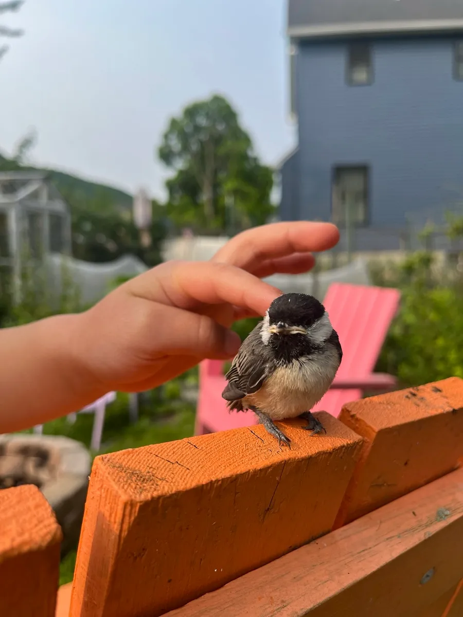 Nourishing Life Garden photo 30