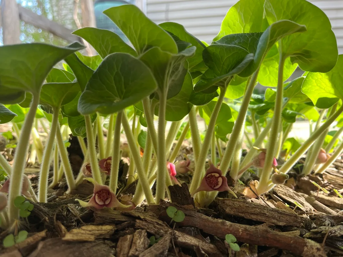 Nourishing Life Garden photo 7