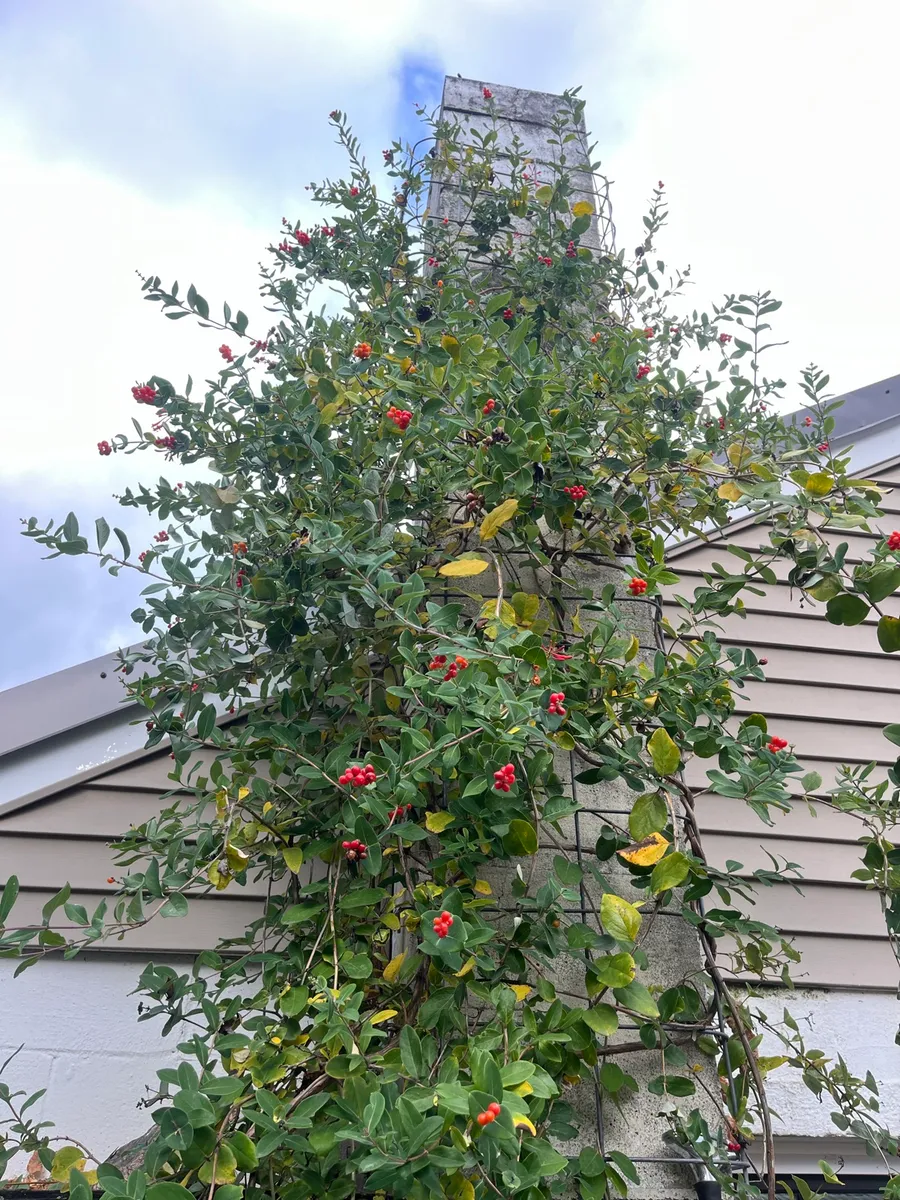 Nourishing Life Garden photo 8