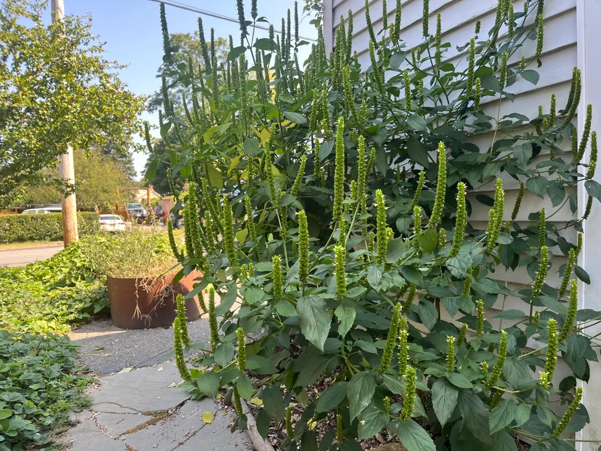 Nourishing Life Garden photo 10