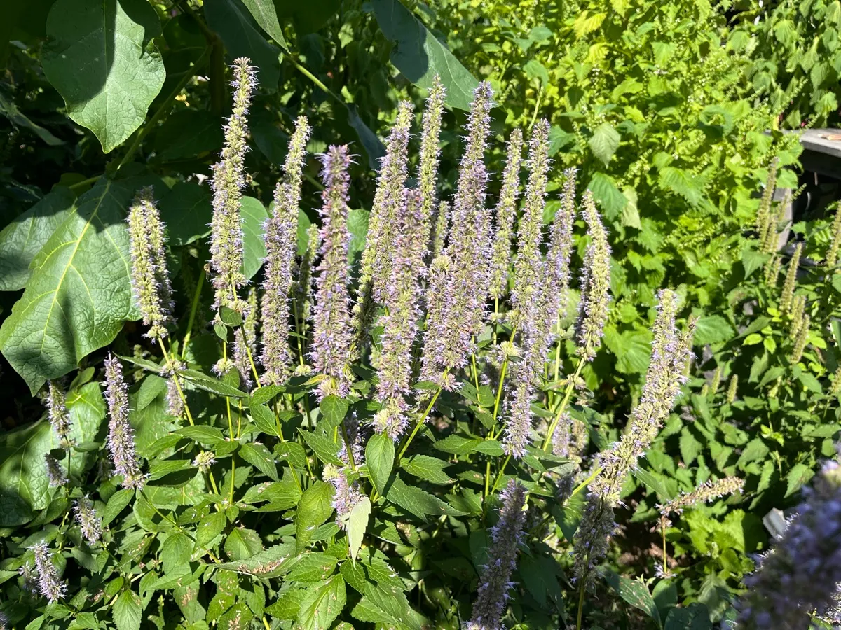 Nourishing Life Garden photo 11