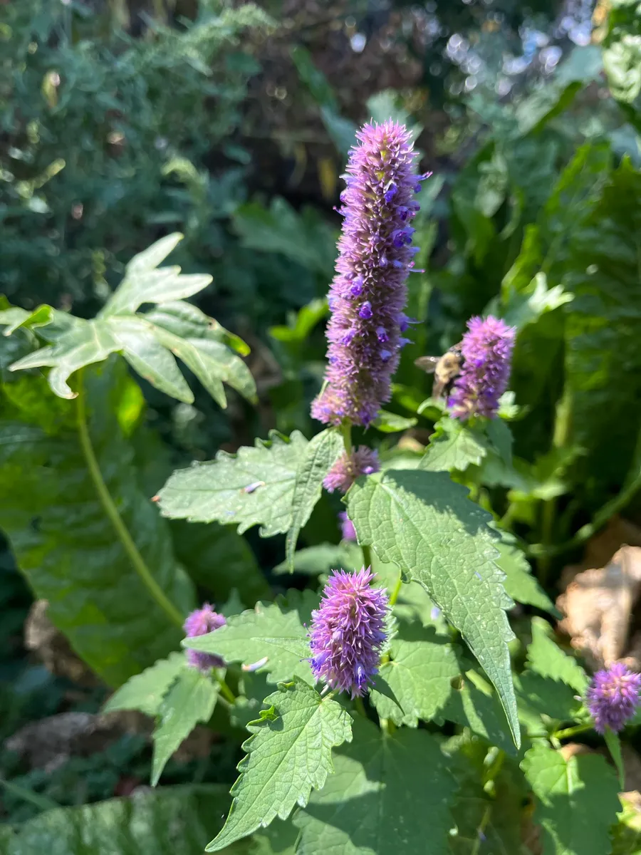 Nourishing Life Garden photo 12