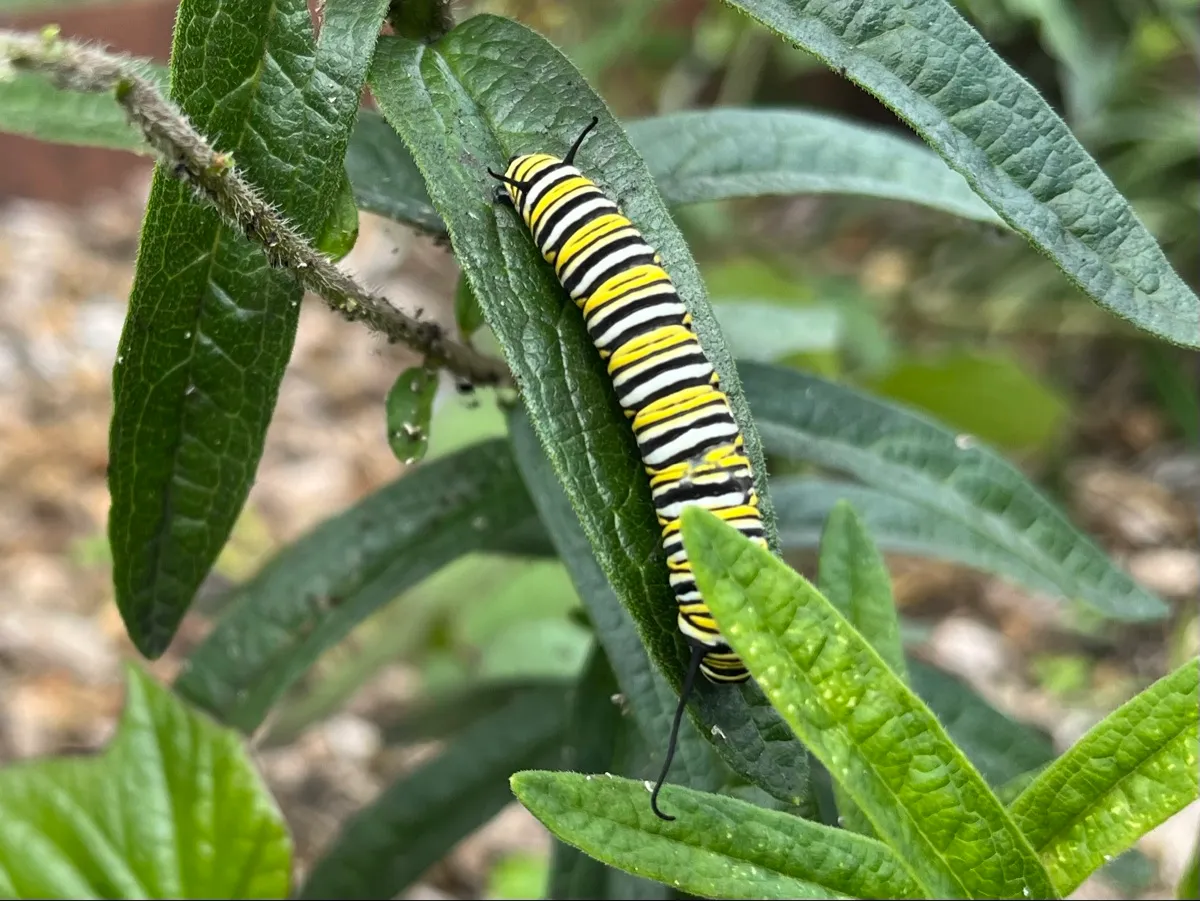 Nourishing Life Garden photo 13