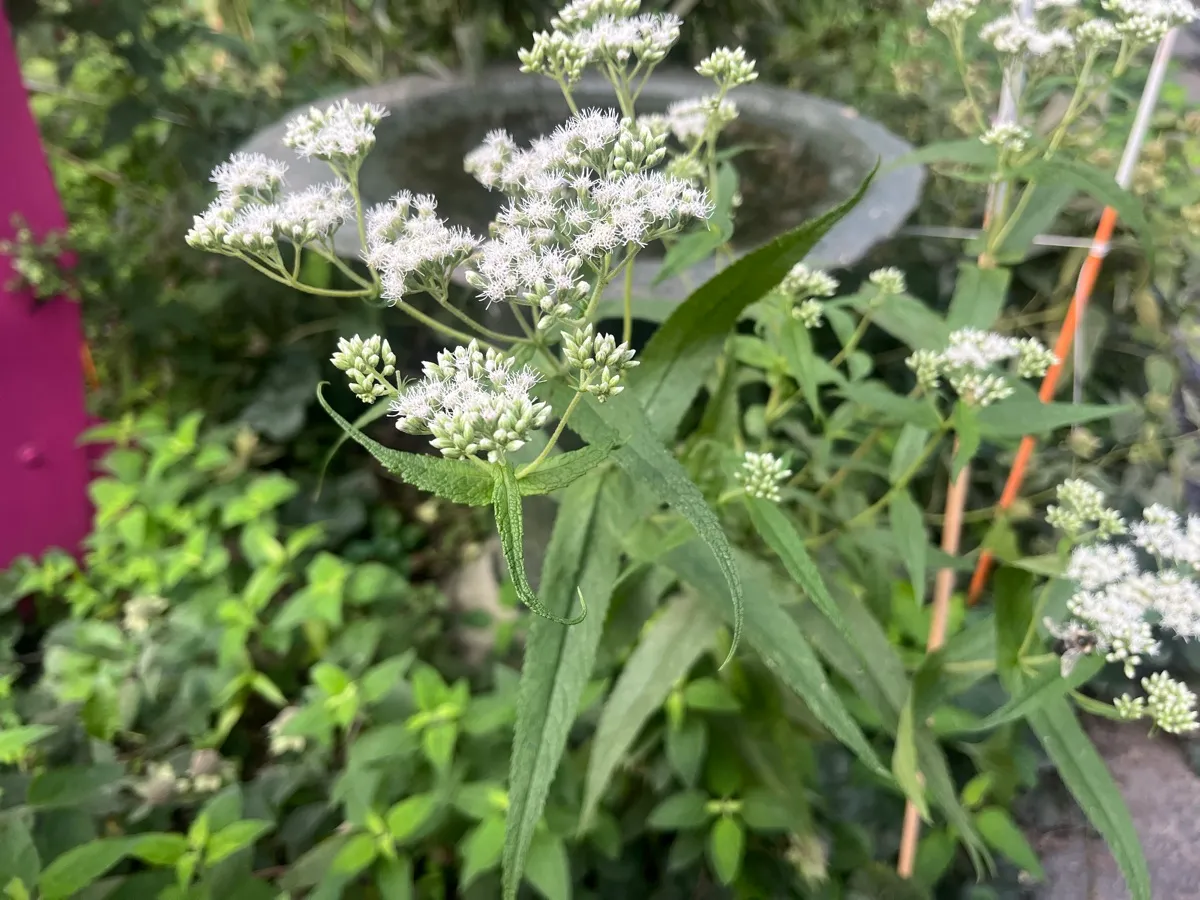 Nourishing Life Garden photo 14