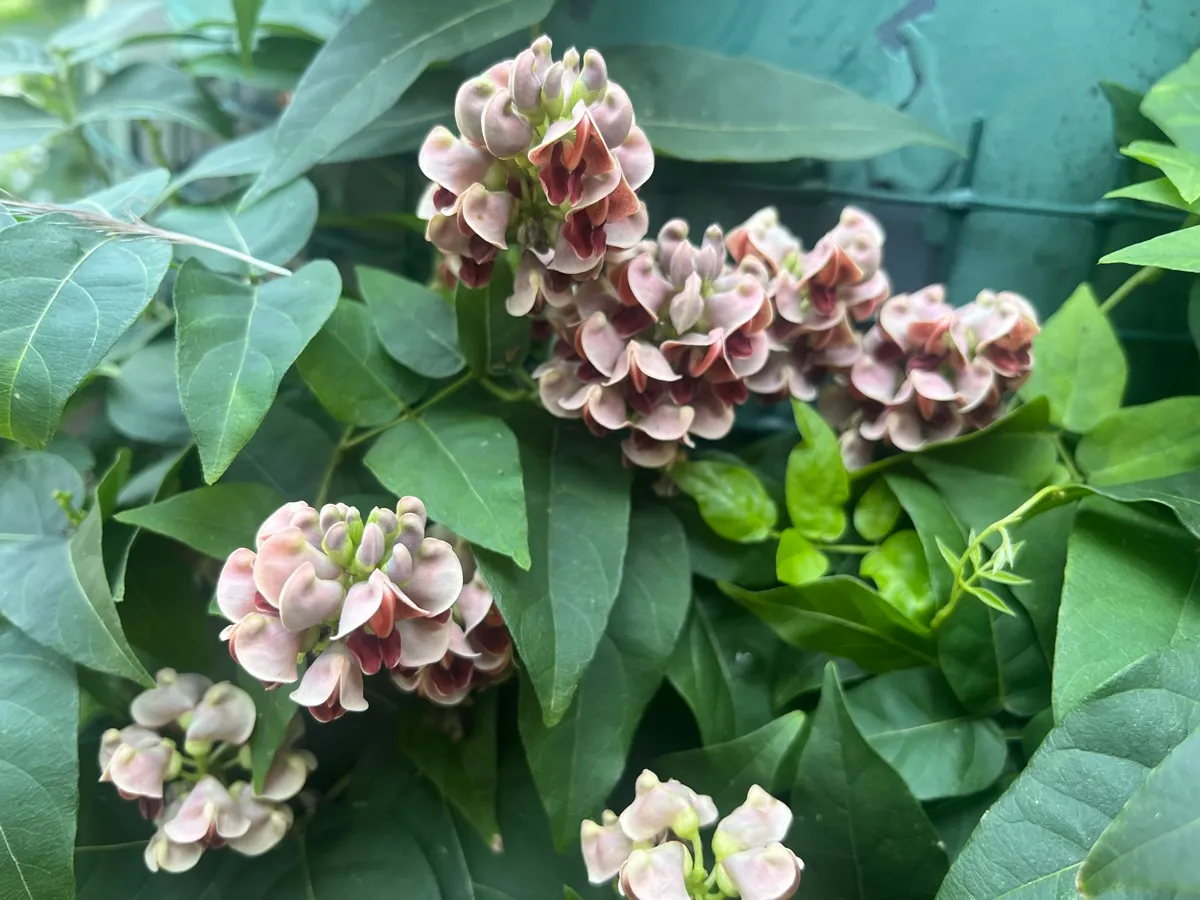 Nourishing Life Garden photo 15