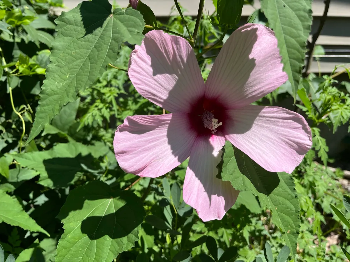 Nourishing Life Garden photo 16