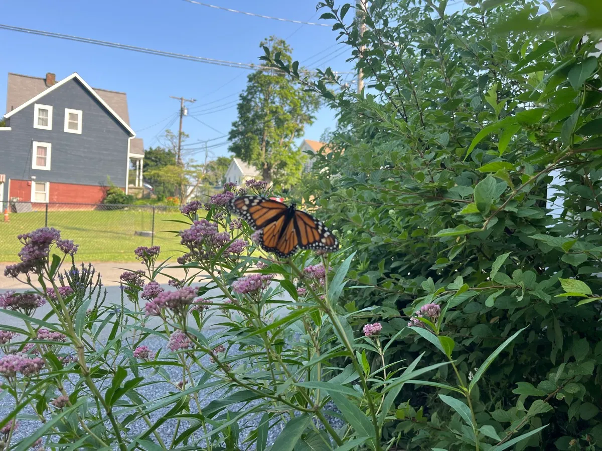 Nourishing Life Garden photo 17