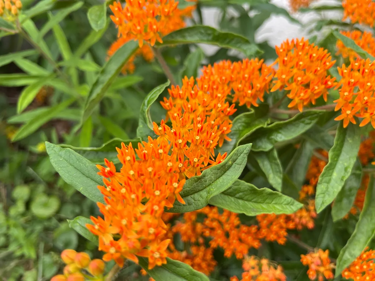 Nourishing Life Garden photo 18