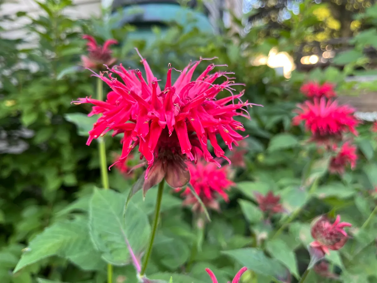 Nourishing Life Garden photo 20