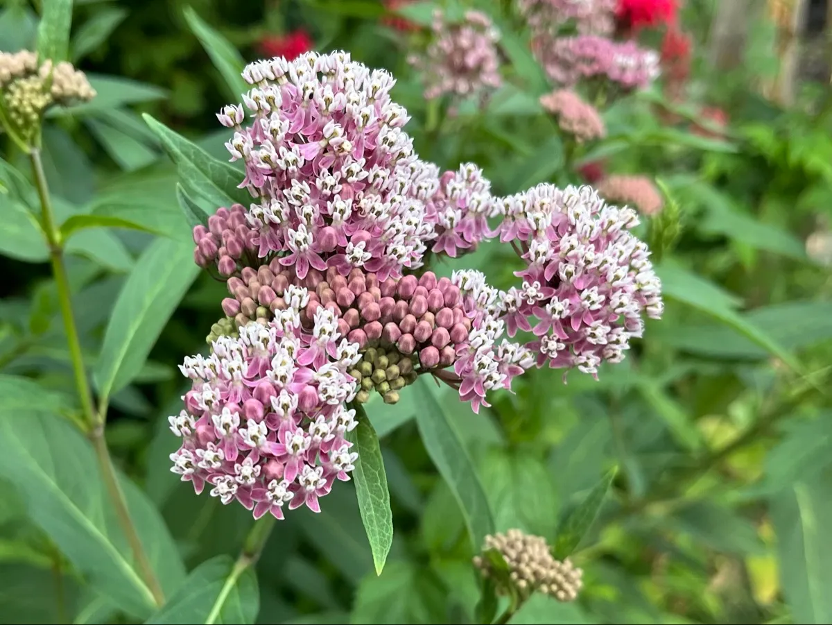 Nourishing Life Garden photo 21