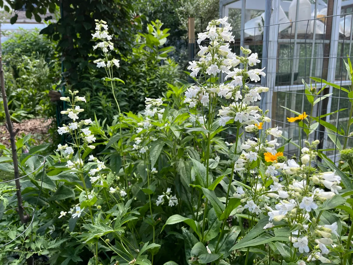 Nourishing Life Garden photo 23