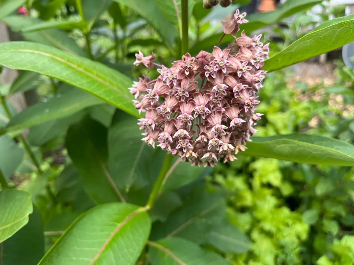Nourishing Life Garden photo 24