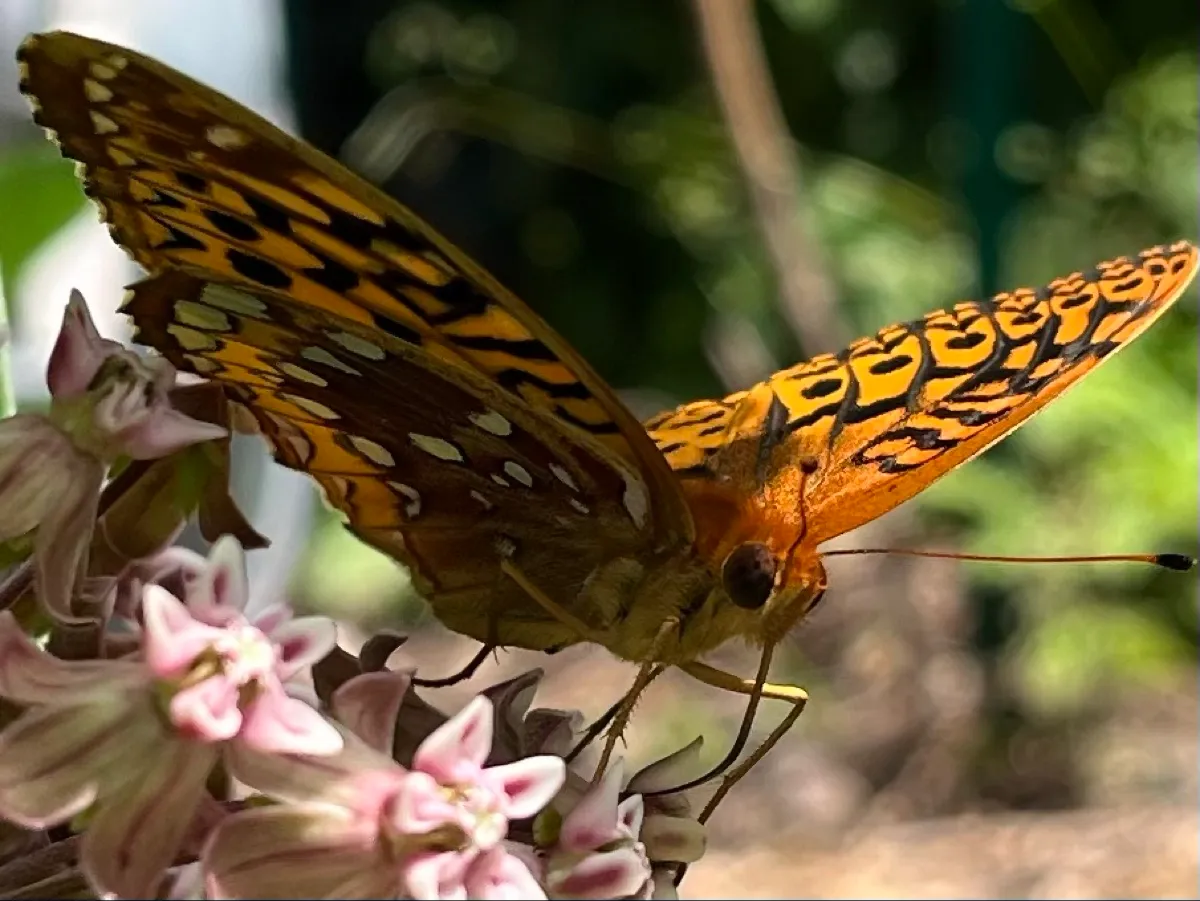 Nourishing Life Garden photo 25