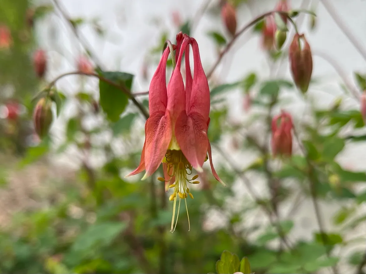 Nourishing Life Garden photo 26