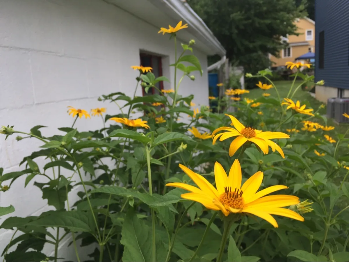 Nourishing Life Garden photo 8