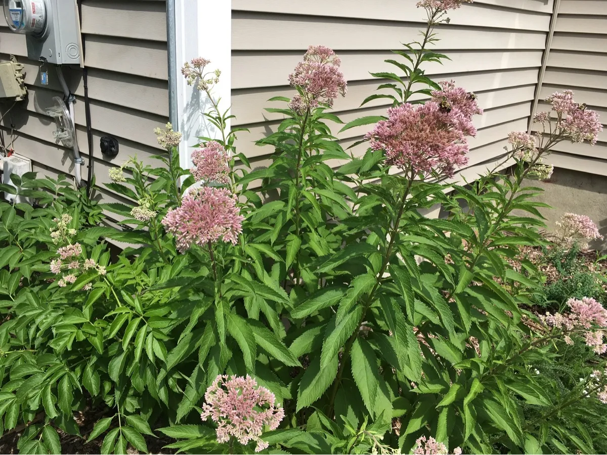 Nourishing Life Garden photo 29