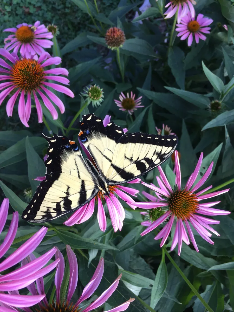 Nourishing Life Garden photo 30