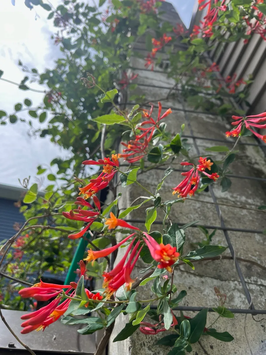 Nourishing Life Garden photo 31