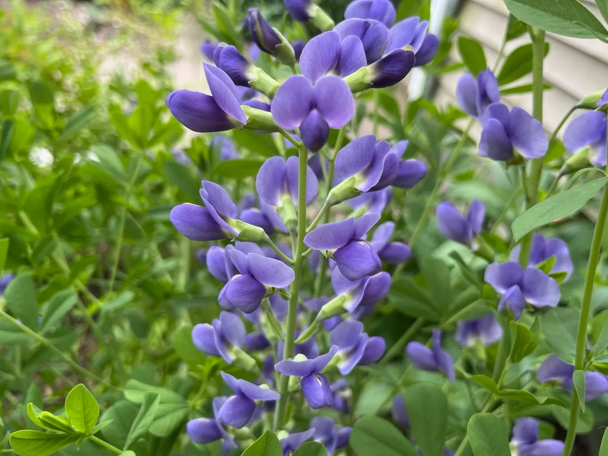 Nourishing Life Garden photo 32
