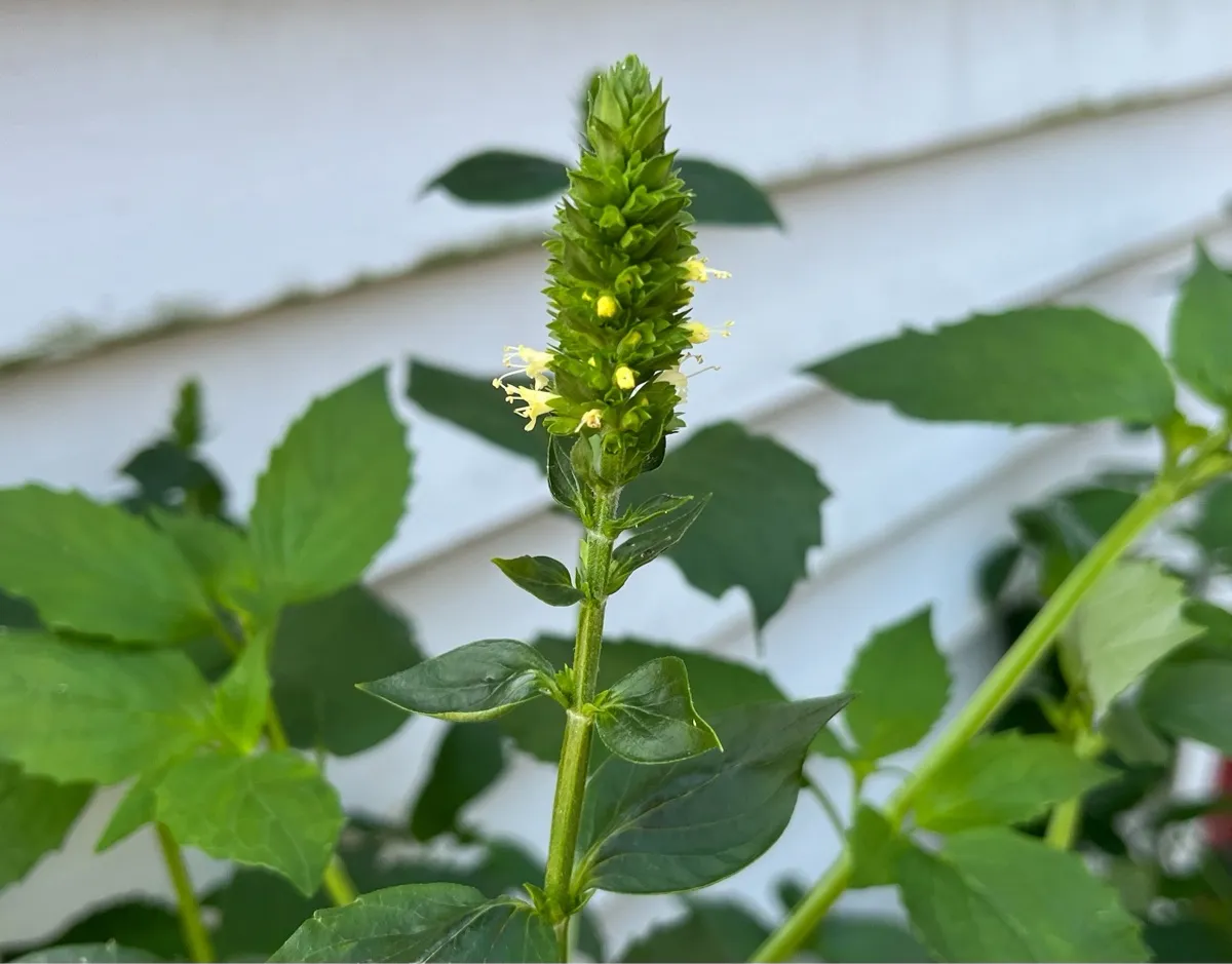 Nourishing Life Garden photo 33