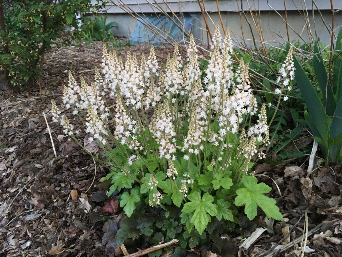 Nourishing Life Garden photo 34